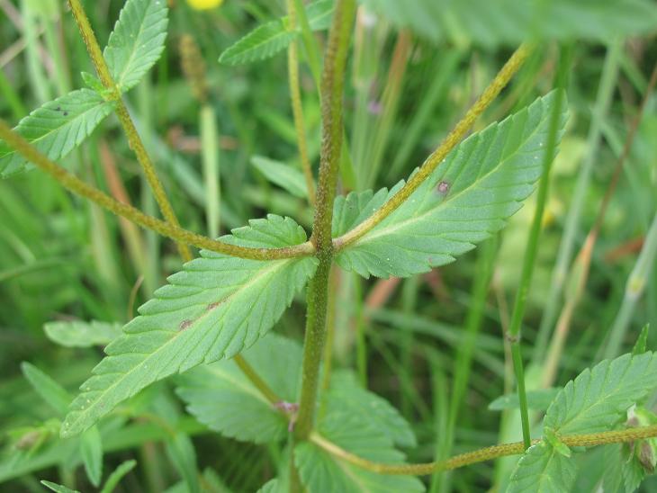 Rhinanthus alectorolophus / Cresta di gallo comune